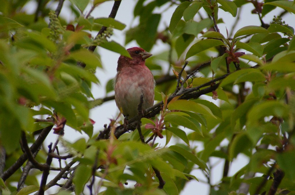 Finch, Purple, 2012-05101648 Parker River NWR, MA.JPG - Purple Finch. Parker River NWR, MA, 5-10-2012